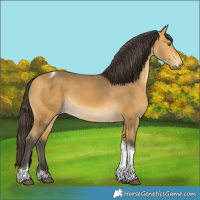Horse Color:Buckskin Tobiano 