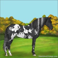 Horse Color:White Spotted Black 