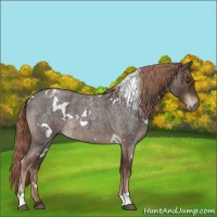 Horse Color:White Spotted Liver Red Roan 