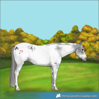 Horse Color:White Spotted Black Splash Tobiano Frame Appaloosa 