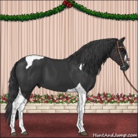 Horse Color:Black Tobiano 