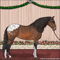 Horse Color:Bay Tobiano Appaloosa 