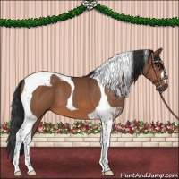 Horse Color:Bay Tobiano 