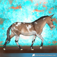 Horse Color:Bay Dun Tobiano 