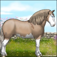 Horse Color:Red Dun Sabino Splash 