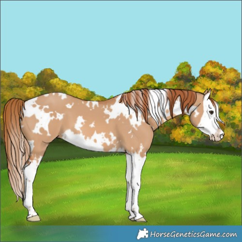 Horse Color:White Spotted Red Dun Splash 