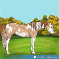 Horse Color:White Spotted Red Dun Splash 
