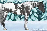 Horse Color:White Spotted Black 