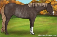 Horse Color:Liver Chestnut Rabicano 
