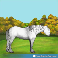 Horse Color:Gray White Spotted Liver Chestnut 