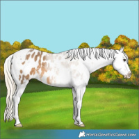Horse Color:Chocolate Palomino Sabino Tobiano Appaloosa 