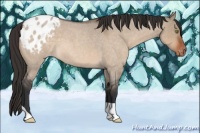 Horse Color:Brown Roan Dun Appaloosa 