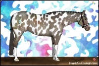 Horse Color:Liver Red Dun Appaloosa 
