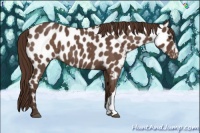 Horse Color:Liver Red Roan Near Leopard 