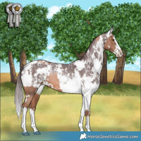 Horse Color:White Spotted Chocolate Brown Pearl Sabino Splash Rabicano  and White Spotted Chocolate Brown Sabino Splash Rabicano 