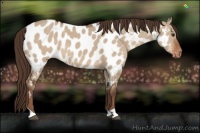 Horse Color:Liver Red Dun Near Leopard 