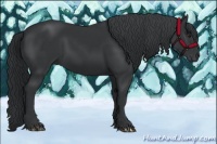 Horse Color:Black Chinchilla 