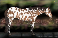 Horse Color:Buckskin Appaloosa Rabicano 
