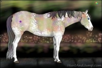 Horse Color:Nacre White Spotted Brown Dun Splash Rabicano 