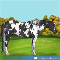 Horse Color:White Spotted Black 