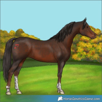 Horse Color:Liver Chestnut Tobiano 