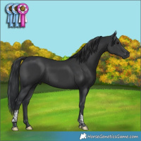 Horse Color:Black Tobiano