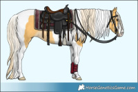 Horse Color:Palomino Tobiano Rabicano 