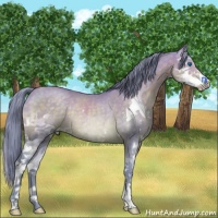 Horse Color:Watercolor Buckskin Splash Rabicano 