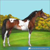 Horse Color:Brown Tobiano 