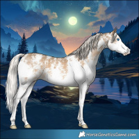 Horse Color:Chocolate Palomino Sabino Splash