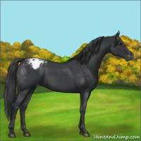 Horse Color:Blue Roan Appaloosa 