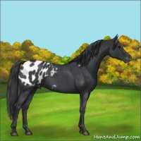 Horse Color:Blue Roan Appaloosa 