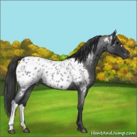 Horse Color:Blue Roan Appaloosa 