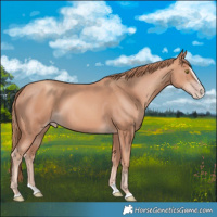 Horse Color:Gold Champagne Splash 