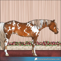 Horse Color:White Spotted Chocolate Palomino