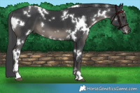Horse Color:White Spotted Black 