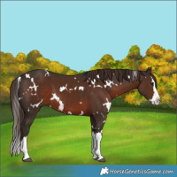 Horse Color:White Spotted Liver Chestnut Splash 