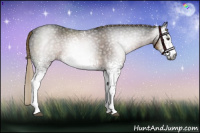 Horse Color:Gray White Spotted Liver Chestnut