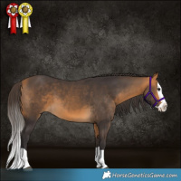 Horse Color:Buckskin Splash 