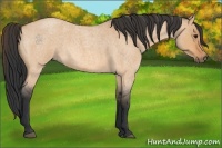 Horse Color:Bay Roan Dun 