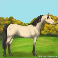Horse Color:Buckskin Roan Dun