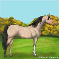 Horse Color:Bay Roan Dun 