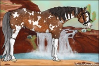 Horse Color:White Spotted Buckskin Splash 