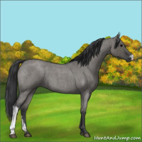 Horse Color:Grullo Roan 