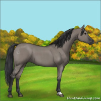 Horse Color:Grullo Roan
