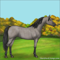 Horse Color:Grullo Roan 