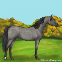 Horse Color:Grullo Roan 