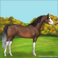 Horse Color:Bay Splash Appaloosa 