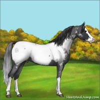 Horse Color:Blue Roan Splash Appaloosa 