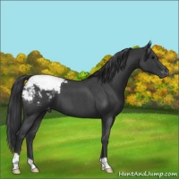 Horse Color:Blue Roan Appaloosa
